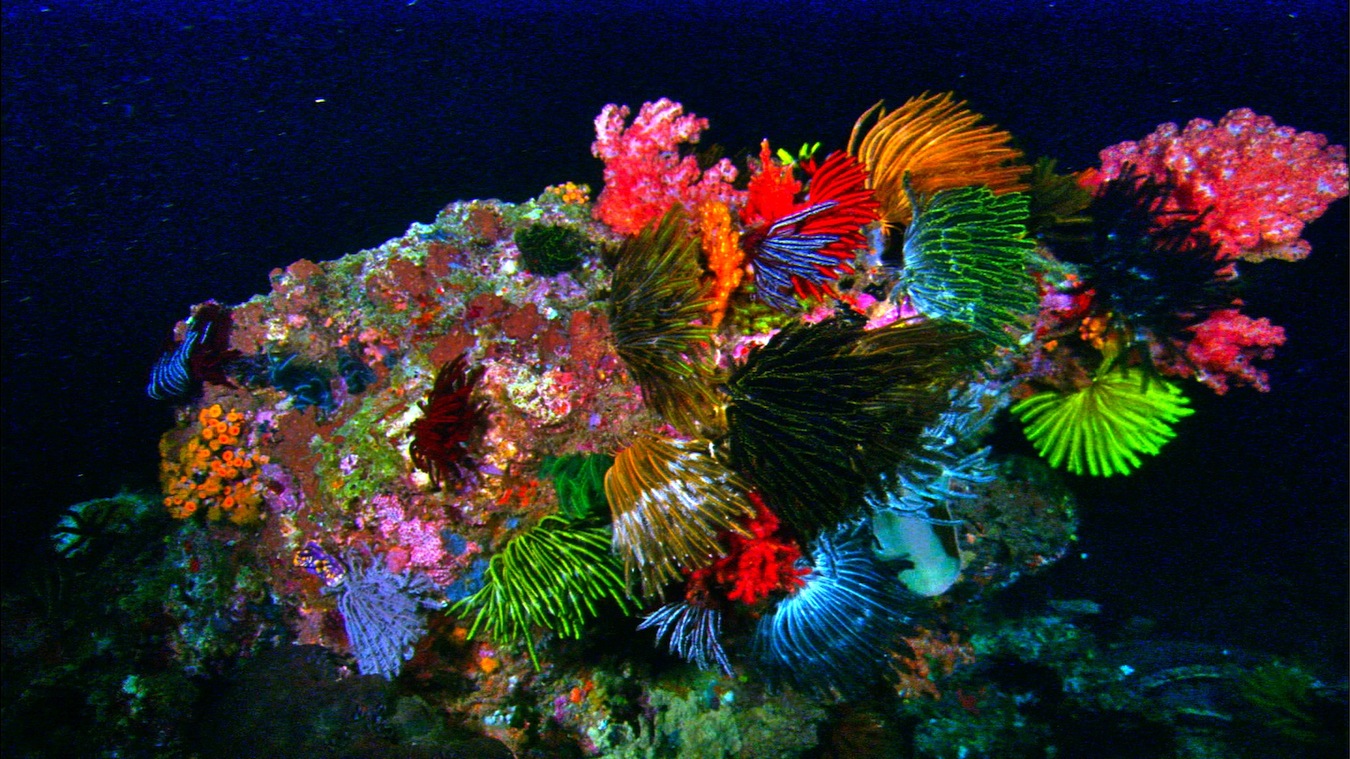 Coral reefs are home to millions of unusual looking creatures and plant lif...