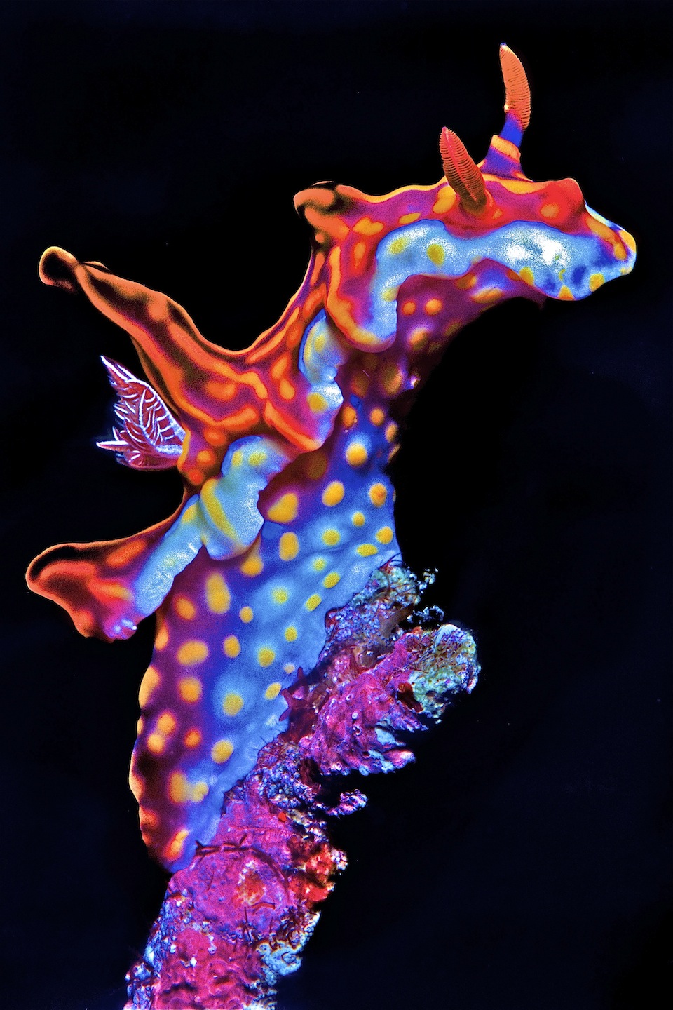 Nudibranch-magnifica.jpg